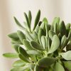 Buy Homeforest Potted Jack Frost Collection