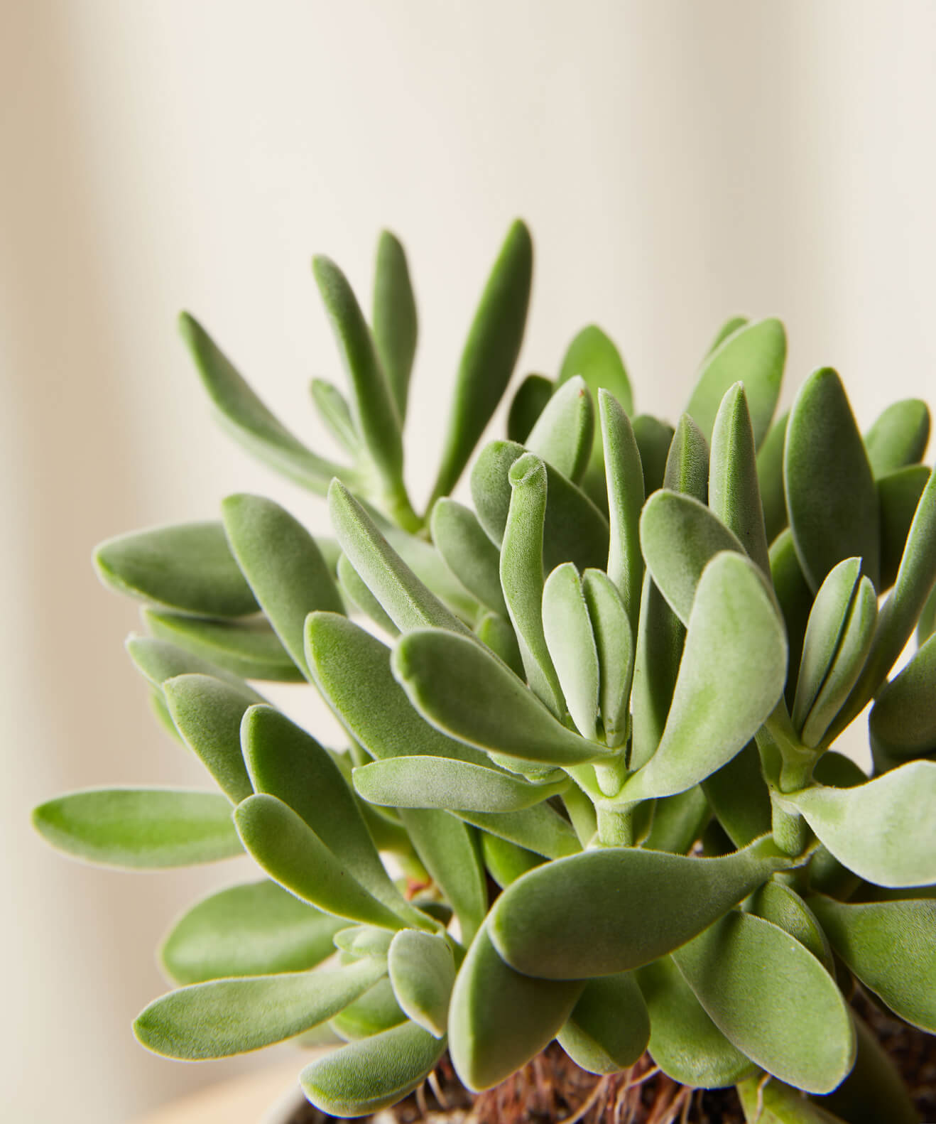 Buy Homeforest Potted Jack Frost Collection Buy Homeforest Potted Jack Frost Collection