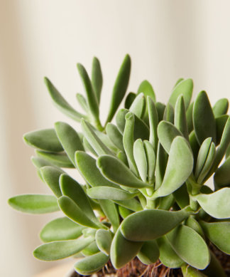 bloomscape_jack-frost_collection_alabaster_crassula-cephalophora-324x389-1 Buy Homeforest Potted Jack Frost Collection