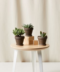 Buy Homeforest Potted Jack Frost Collection