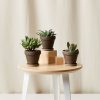 Buy Homeforest Potted Jack Frost Collection