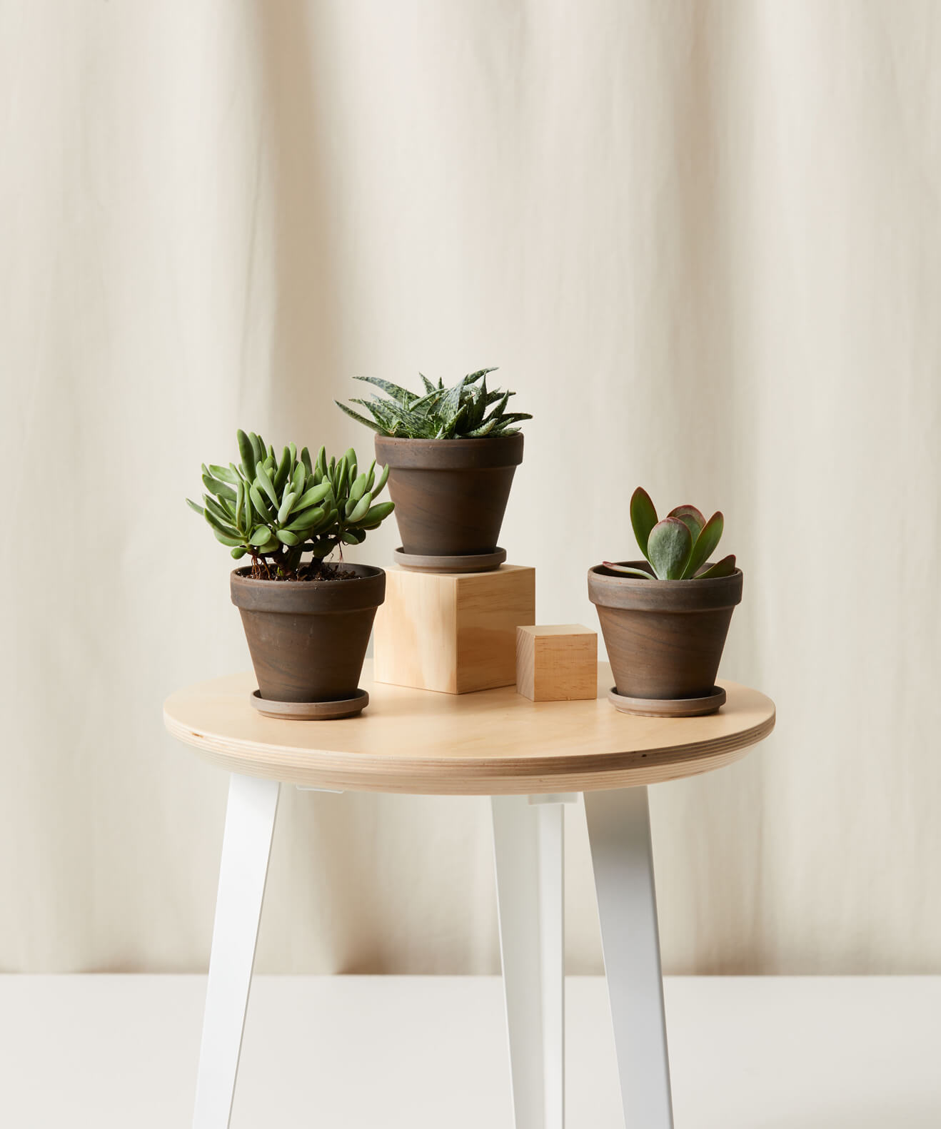 Buy Homeforest Potted Jack Frost Collection Buy Homeforest Potted Jack Frost Collection