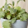 Buy Homeforest Potted Kale Storm