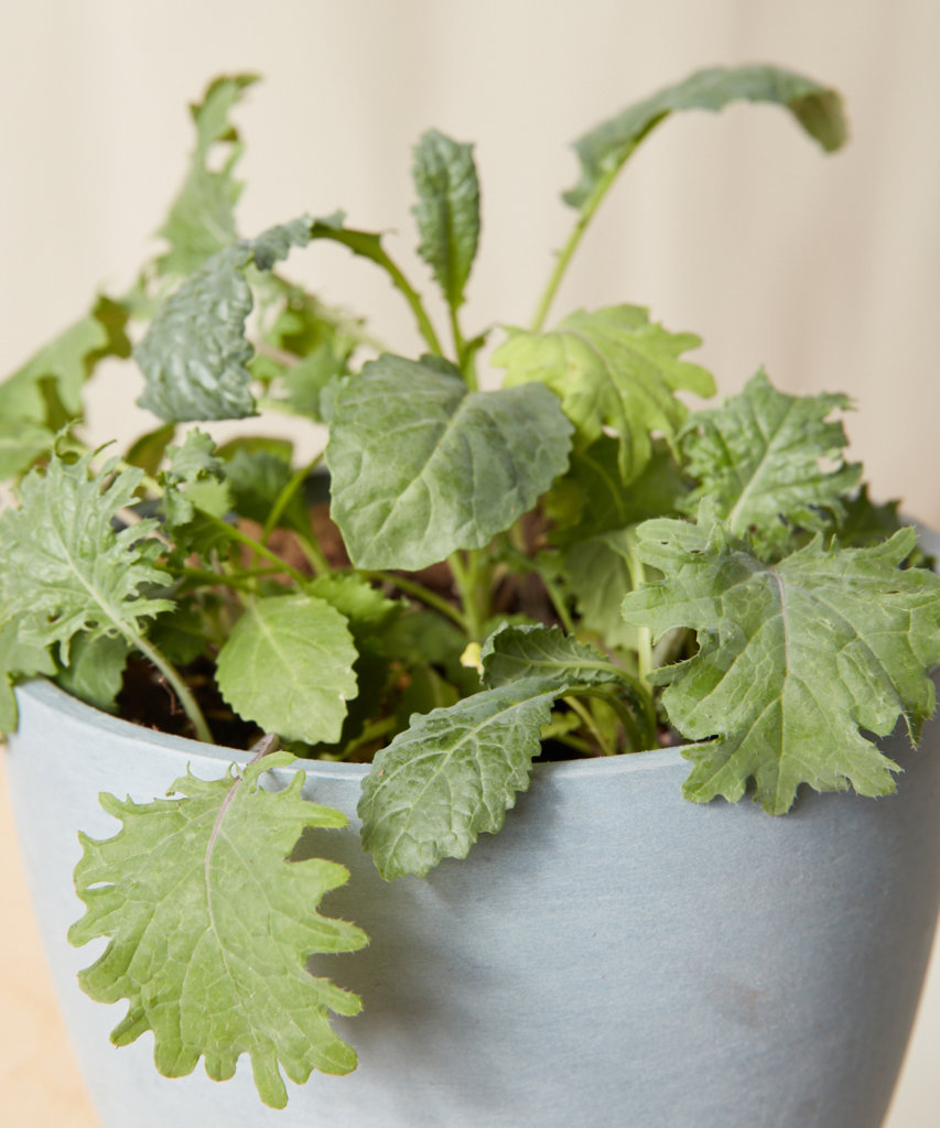 Buy Bloomscape Potted Kale Storm