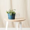 Buy Homeforest Potted Kale Storm