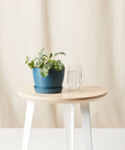 Buy Homeforest Potted Kale Storm