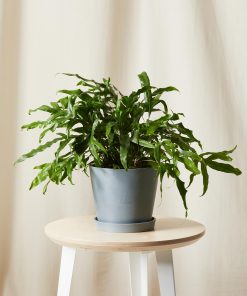 Kangaroo Fern