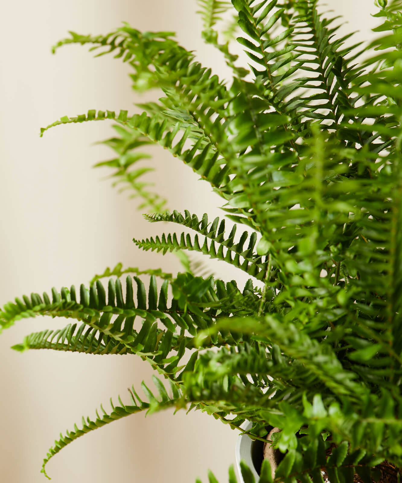 bloomscape_kimberly-queen-fern_detail