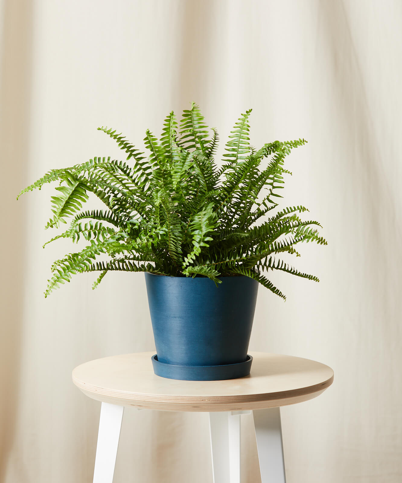 bloomscape_kimberly-queen-fern_indigo