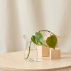 Buy Homeforest Small Kinto Propagation Vase