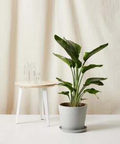 Buy Homeforest Potted Large Bird of Paradise