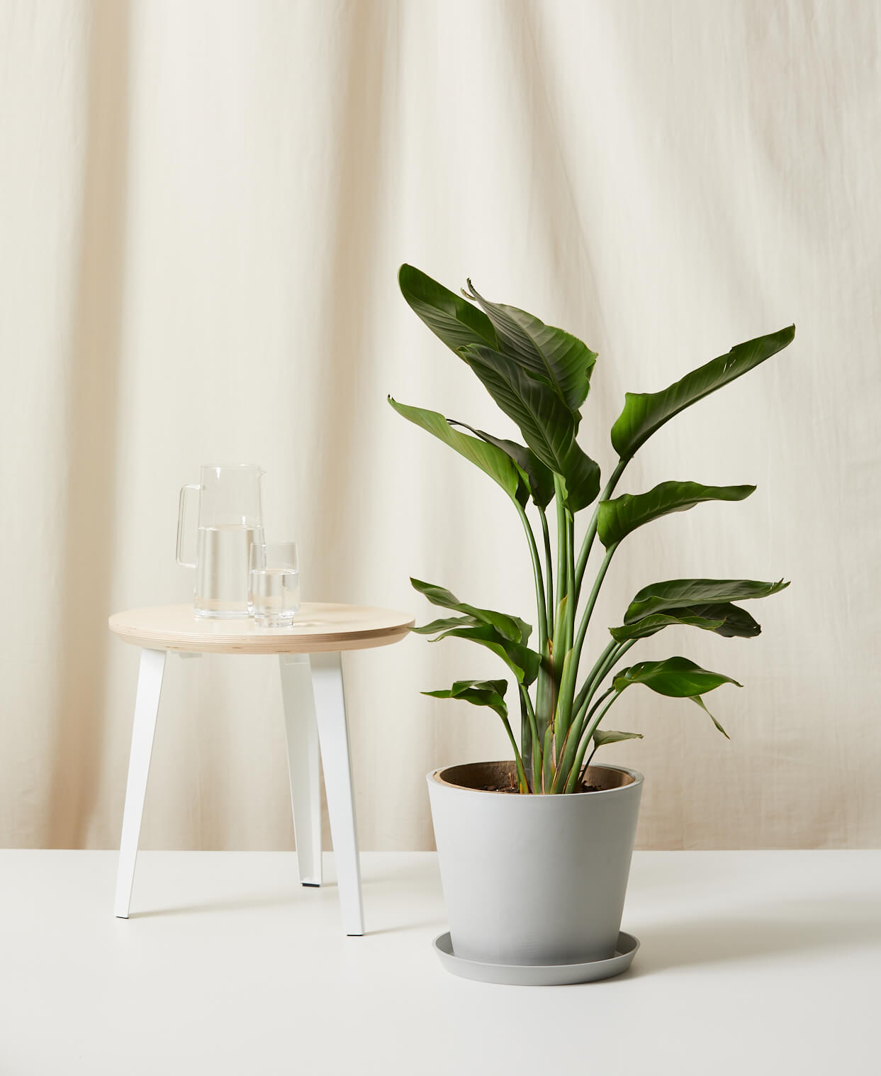 Buy Homeforest Potted Large Bird of Paradise Buy Homeforest Potted Large Bird of Paradise