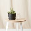Buy Homeforest Edible Garden Potted Lavender Plant