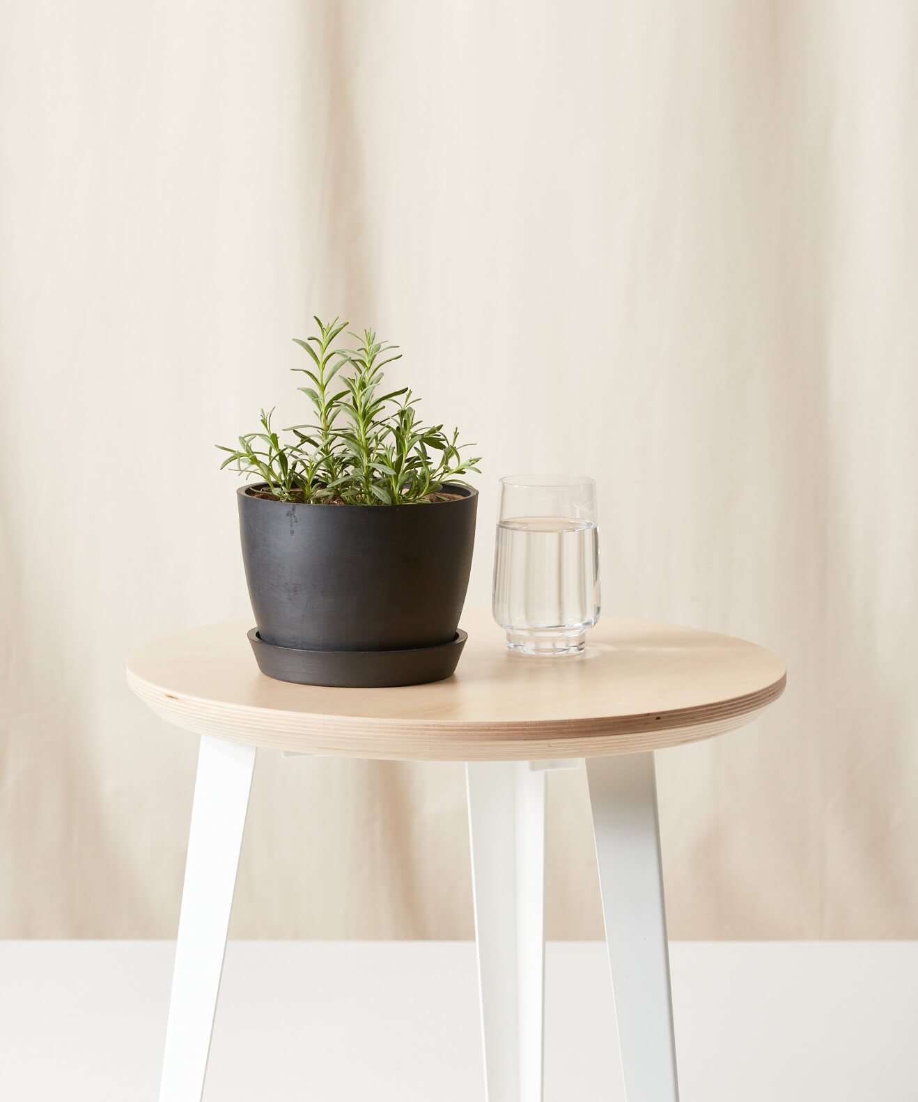 Buy Homeforest Edible Garden Potted Lavender Plant Buy Homeforest Edible Garden Potted Lavender Plant