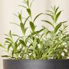 Buy Homeforest Edible Garden Potted Lavender Plant
