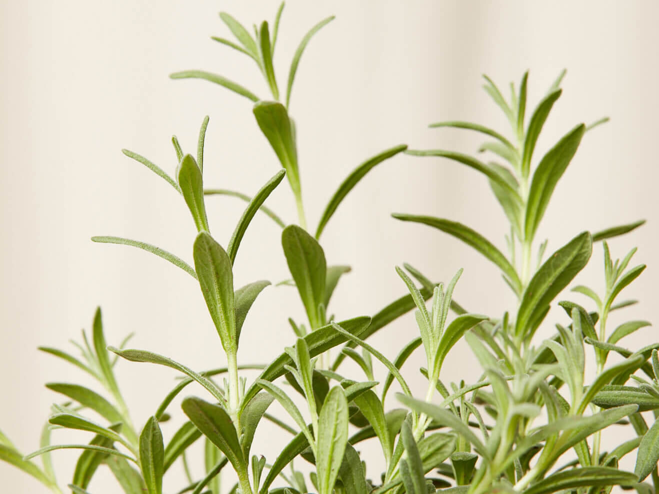 Buy Bloomscape Edible Garden Potted Lavender Plant
