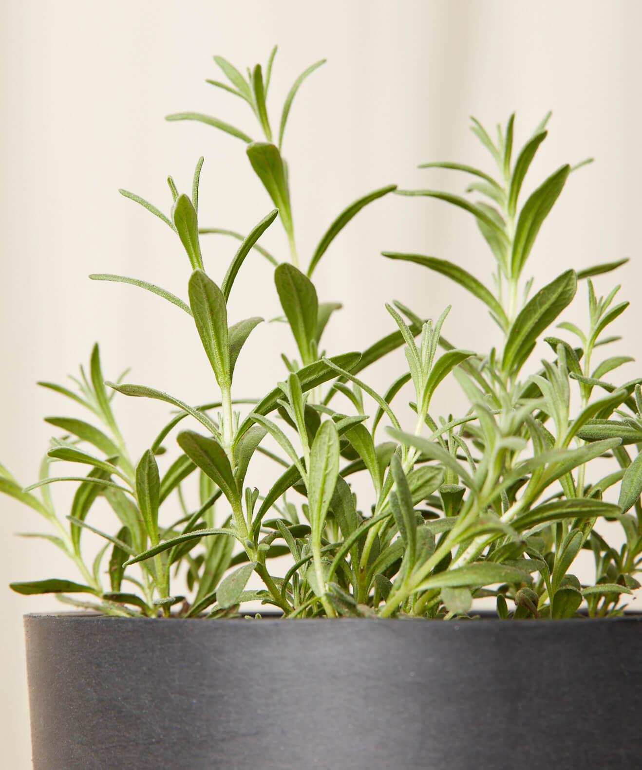 Buy Homeforest Edible Garden Potted Lavender Plant Buy Homeforest Edible Garden Potted Lavender Plant