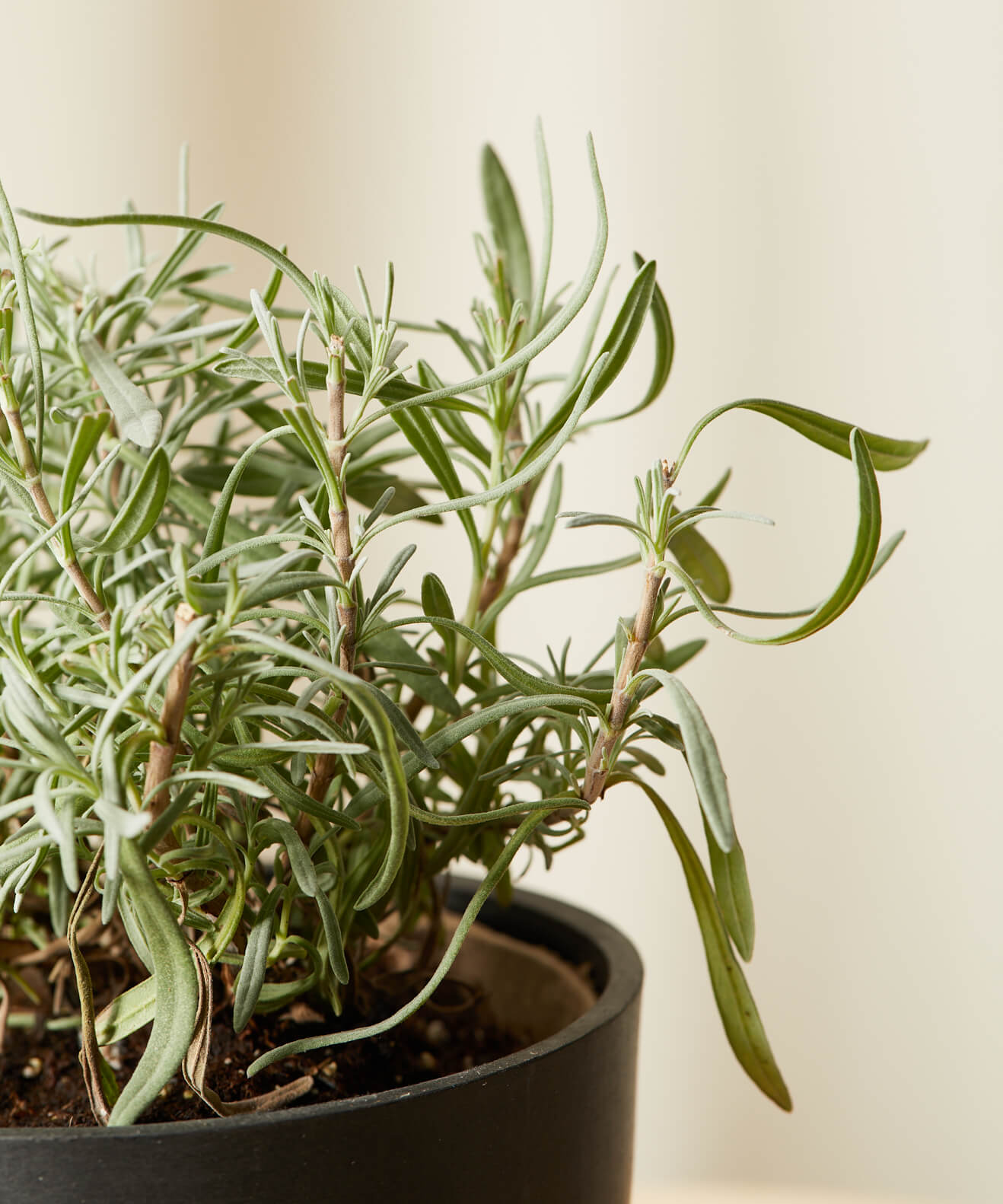 bloomscape_lavender_detail-1 Buy Homeforest Edible Garden Potted Lavender Plant