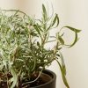 Buy Homeforest Edible Garden Potted Lavender Plant