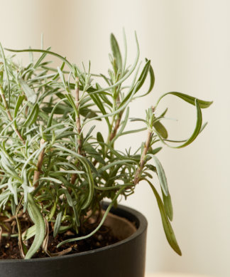 Buy Homeforest Edible Garden Potted Lavender Plant