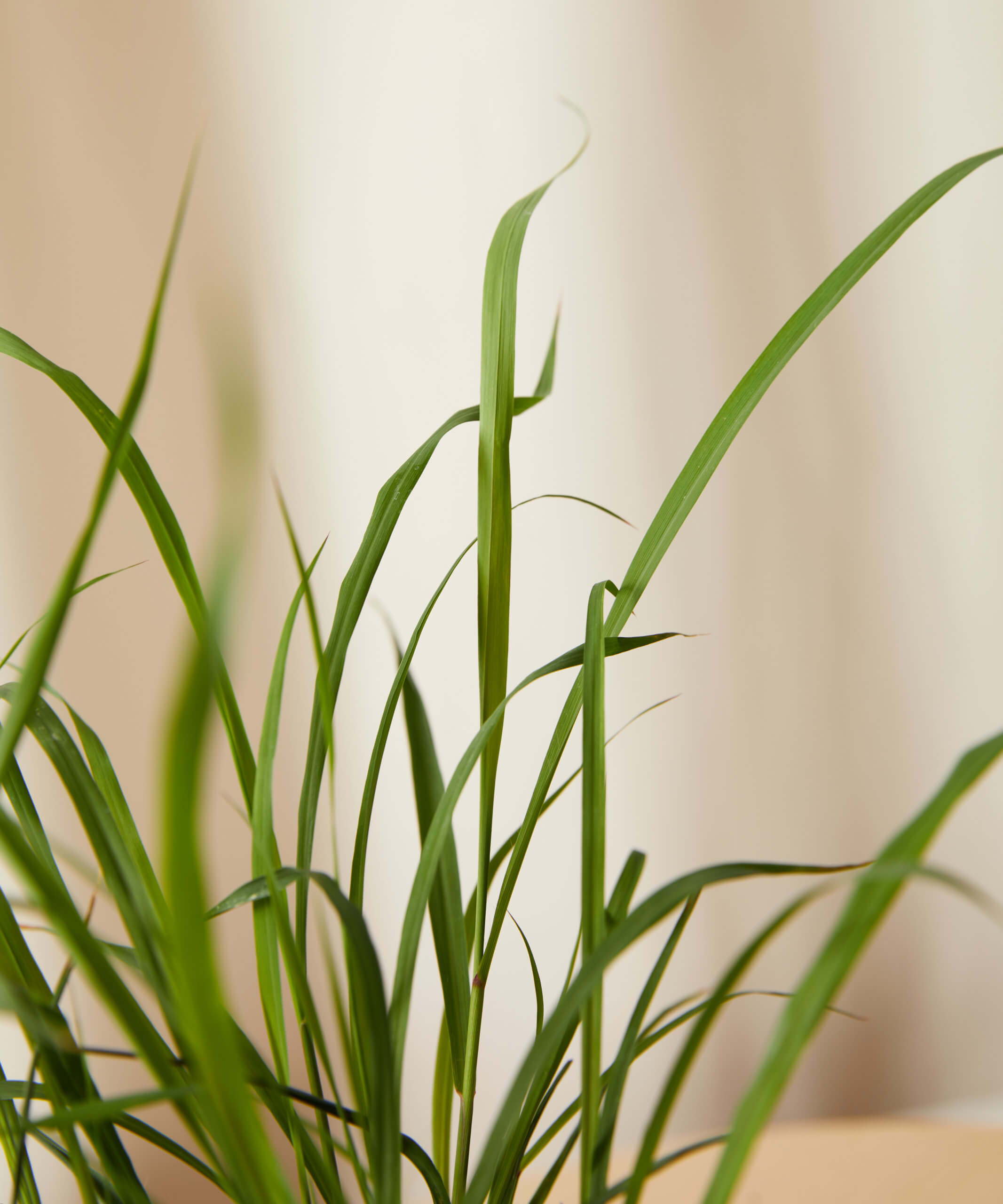 bloomscape_lemongrass-detail