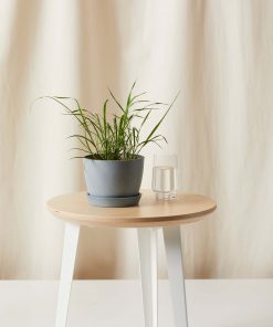Lemongrass