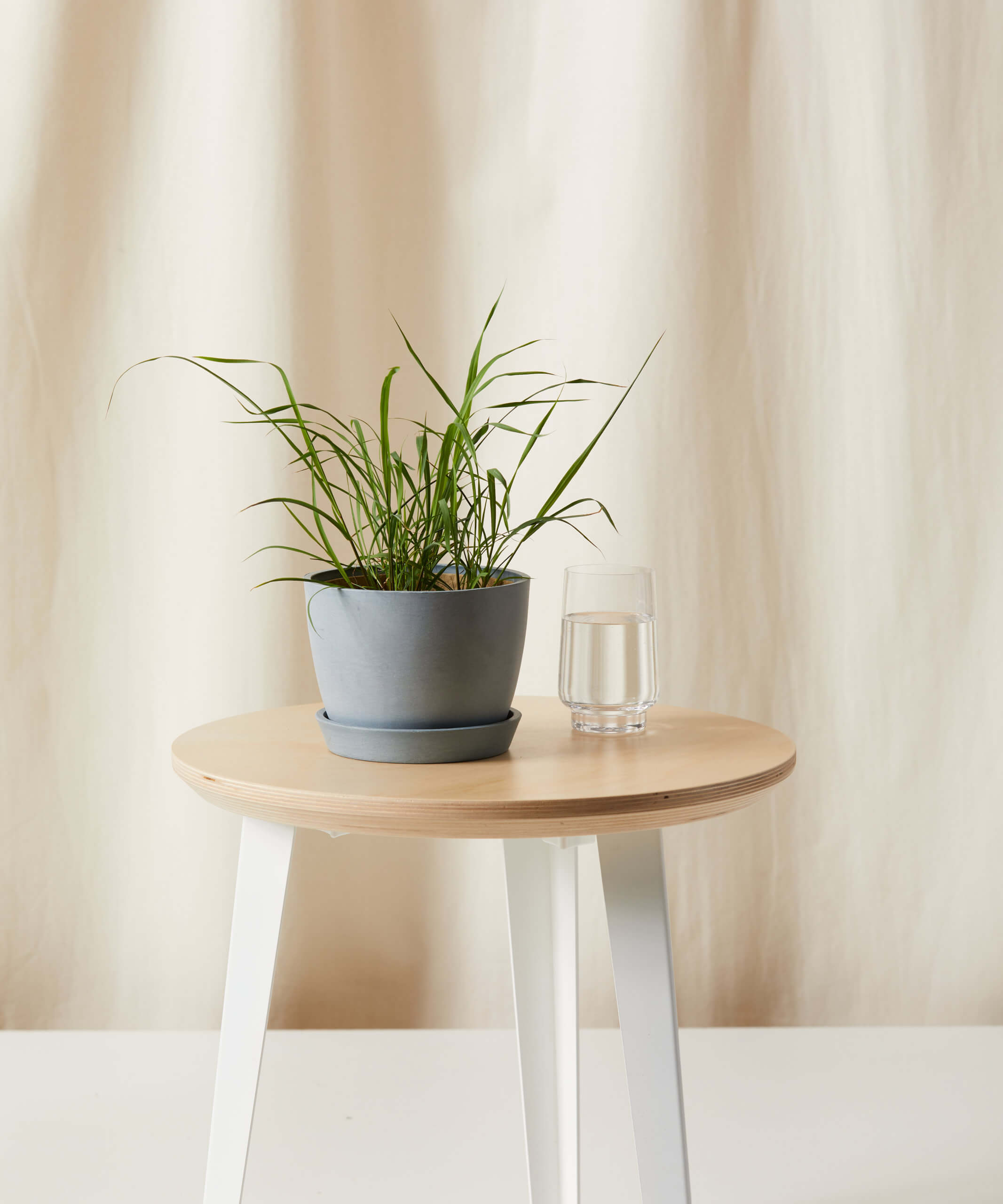 bloomscape_lemongrass_slate