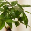 Buy Homeforest Potted Mini Money Tree