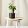 Buy Homeforest Potted Mini Money Tree