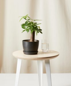 Buy Homeforest Potted Mini Money Tree