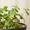 Buy Homeforest Potted Mint