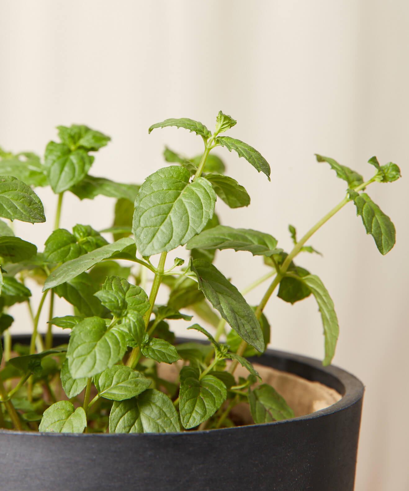 Buy Homeforest Potted Mint Buy Homeforest Potted Mint
