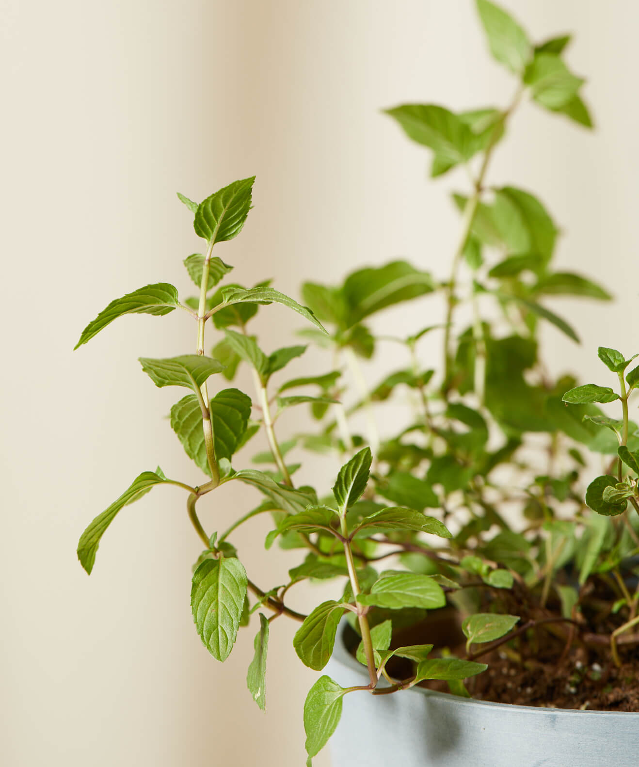 bloomscape_mint_detail Buy Homeforest Edible Garden Potted Peppermint Plant