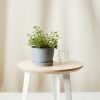 Buy Homeforest Edible Garden Potted Peppermint Plant