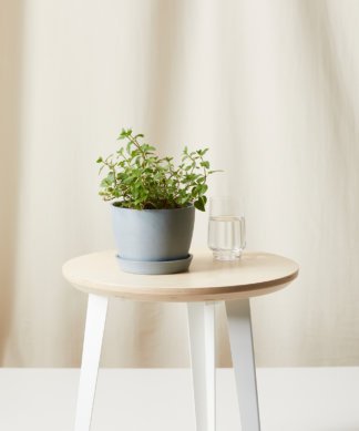 Buy Bloomscape Edible Garden Potted Peppermint Plant