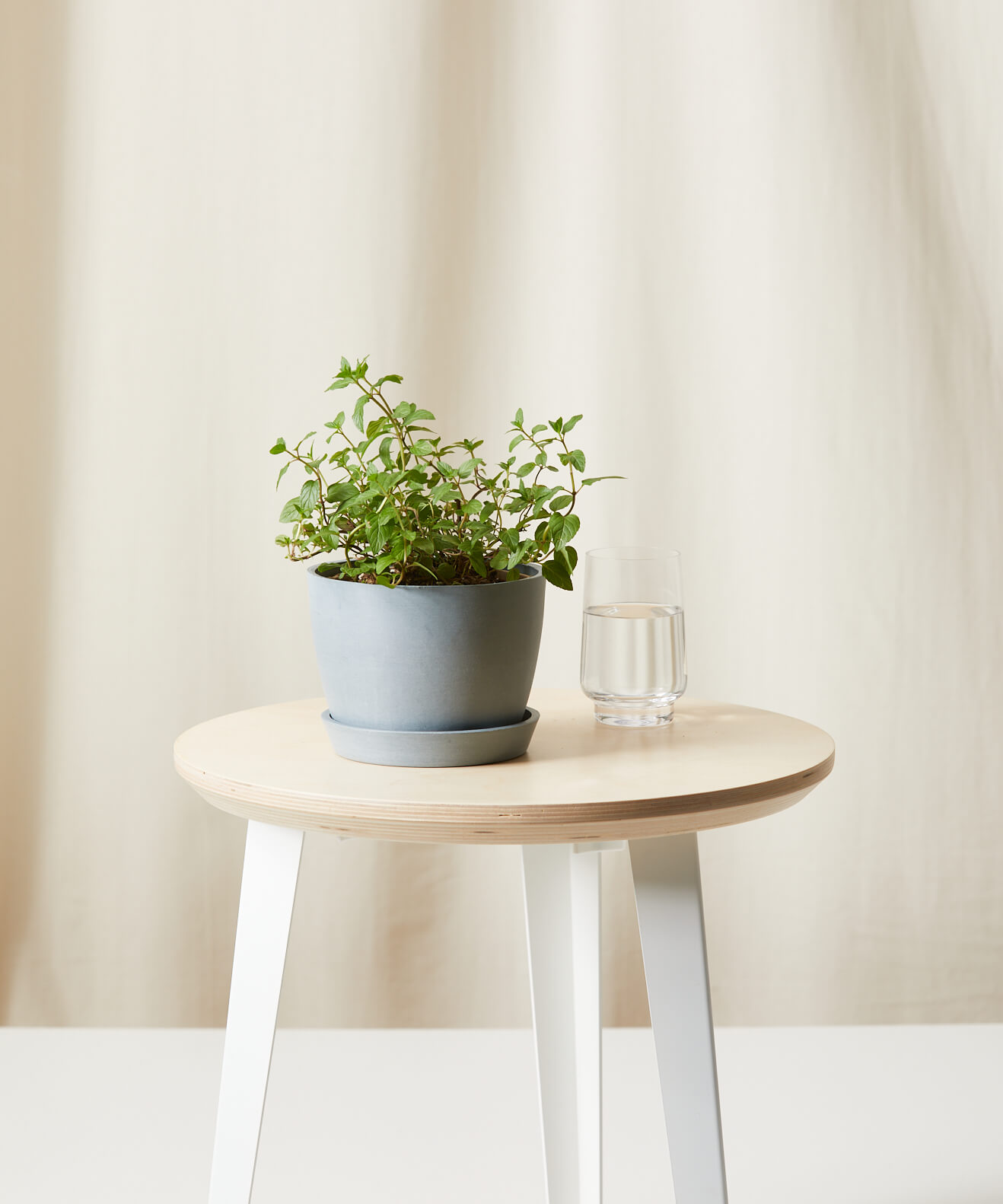 Buy Homeforest Edible Garden Potted Peppermint Plant Buy Homeforest Edible Garden Potted Peppermint Plant