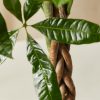 Buy Homeforest Potted Money Tree