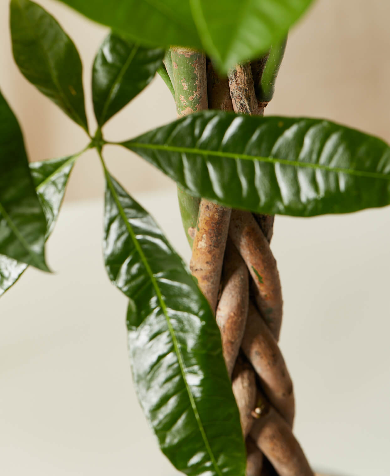 Buy Homeforest Potted Money Tree Buy Homeforest Potted Money Tree
