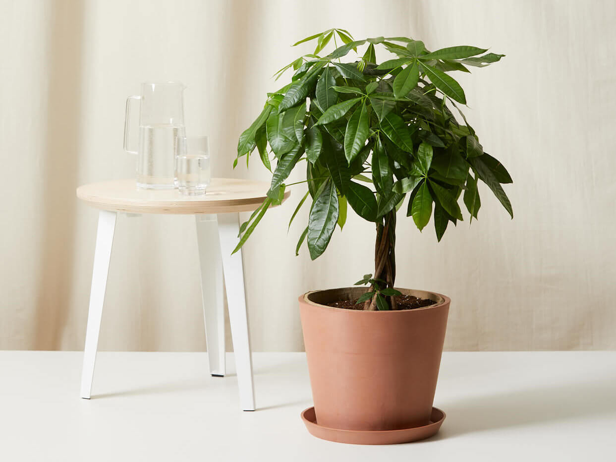 Buy Bloomscape Potted Money Tree