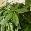 Buy Homeforest Potted Money Tree