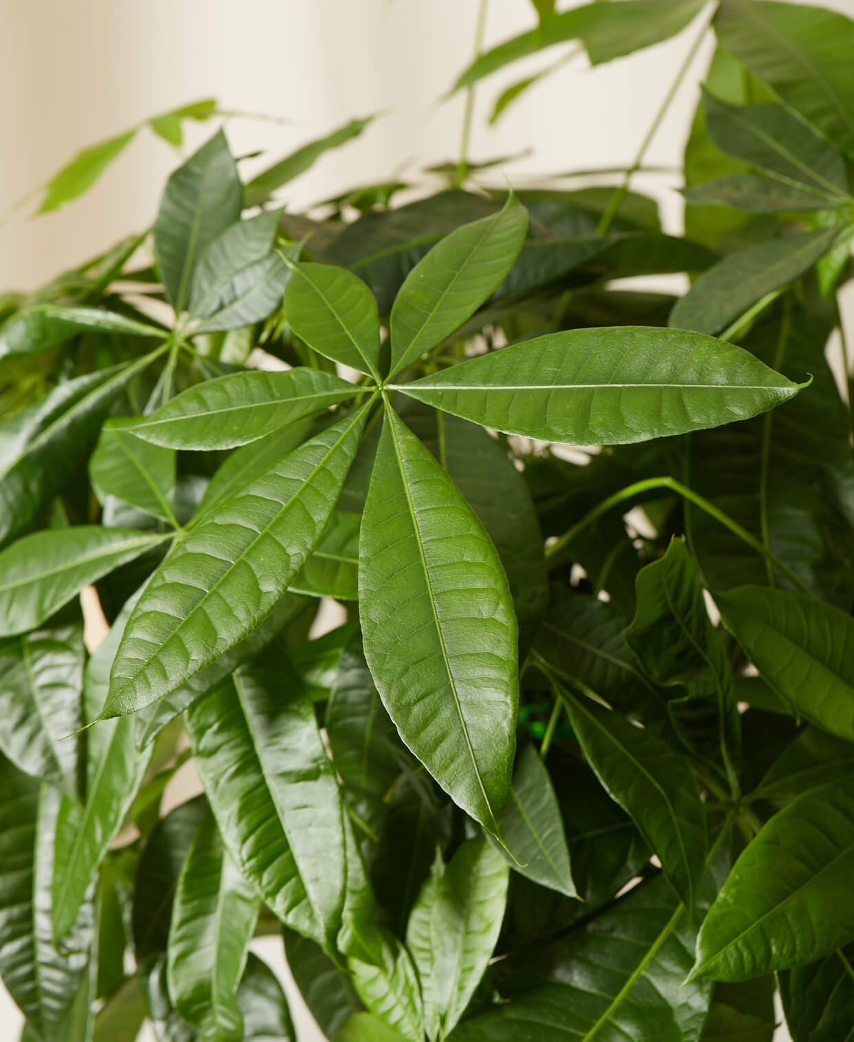 Buy Homeforest Potted Money Tree Buy Homeforest Potted Money Tree