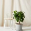 Bloomscape Large Money Tree potted in Stone Ecopot.