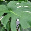 Monstera Foliage