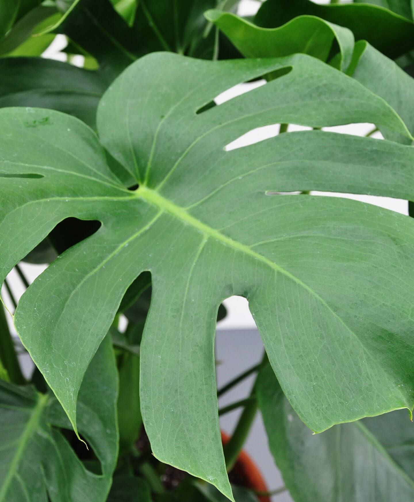Bloomscape Monstera Monstera Foliage