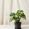Bloomscape Large Monstera potted in Charcoal Ecopot.
