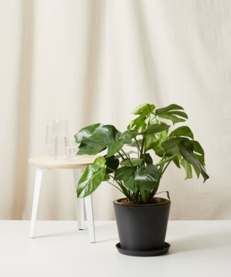 Bloomscape Large Monstera potted in Charcoal Ecopot.