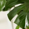Buy Homeforest Potted Monstera