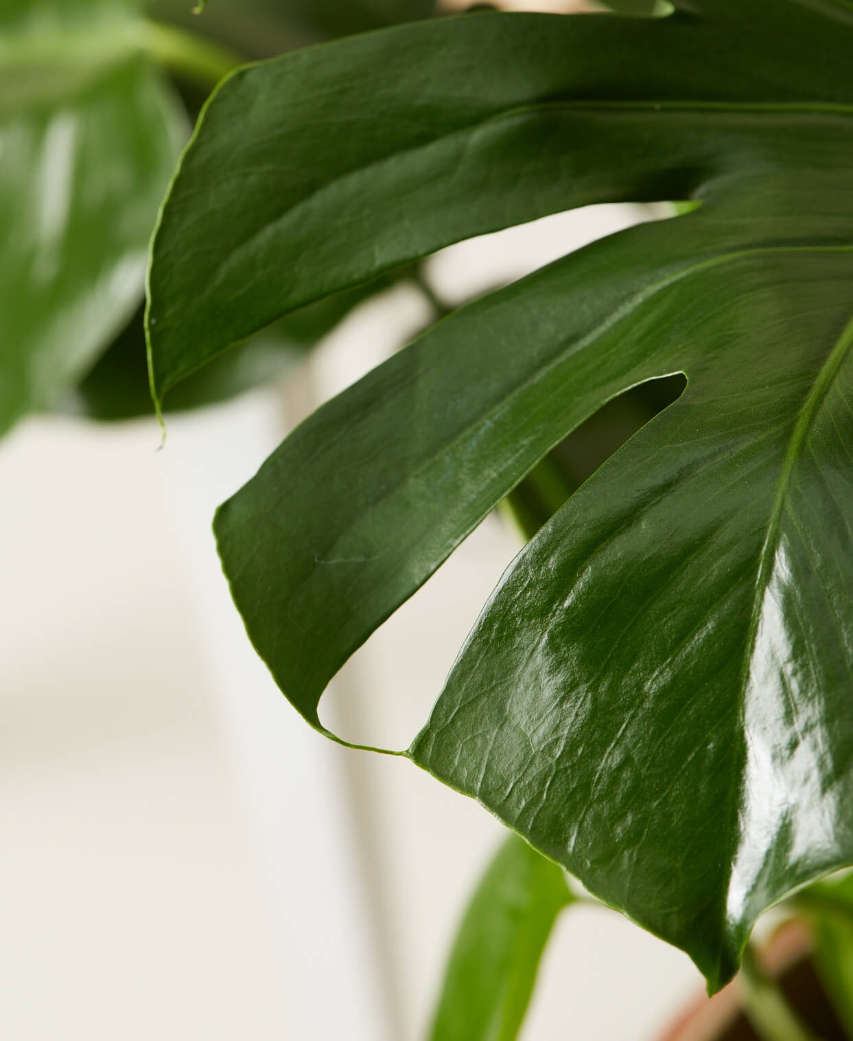 Buy Homeforest Potted Monstera Buy Homeforest Potted Monstera