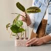 Buy Homeforest Multi Tube Propagation Kit
