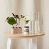 Buy Homeforest Multi Tube Propagation Kit